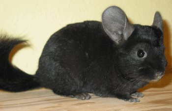 Chinchillas Devil 2