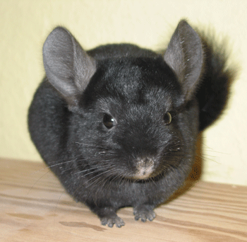 Chinchillas Devil 1