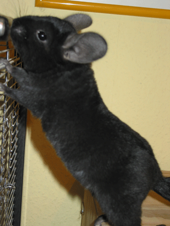 Chinchillas Devil 4