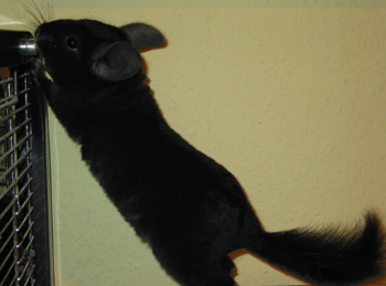 Chinchillas Devil 3