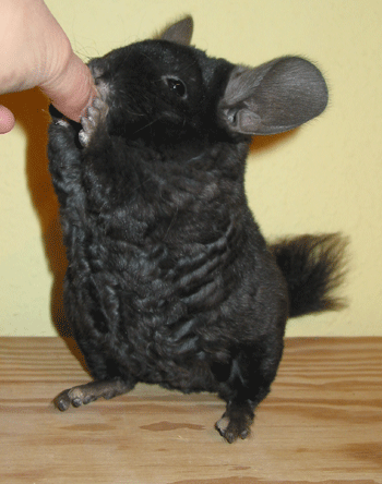 Chinchillas Curly Sue 1