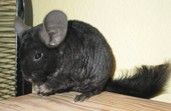 Chinchillas Curly Sue 2