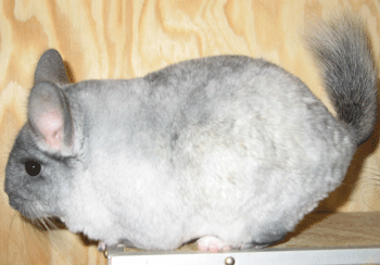 Chinchillas Cube 3