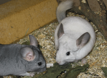 Chinchilla  J B 1