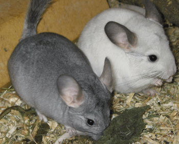 Chinchilla  J B 2