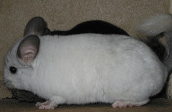 Chinchilla  J B 3