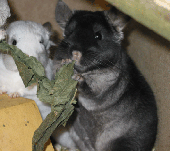 Chinchillas Jack 1