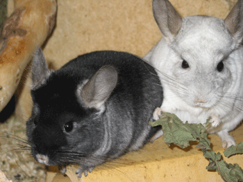 Chinchillas Jack 2