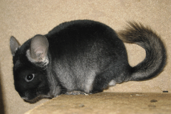 Chinchillas Jack 3