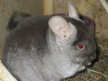 Chinchillas Bär 1