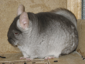 Chinchillas Bär 2