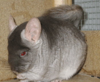 Chinchillas Bär 3