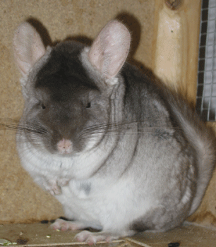 Chinchillas Bär 4