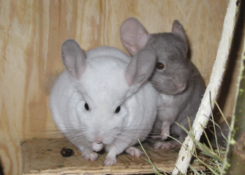 Chinchillas Penny 1