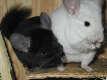 Chinchillas Penny 2