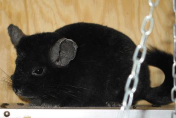 Chinchillas Miss Polly 1