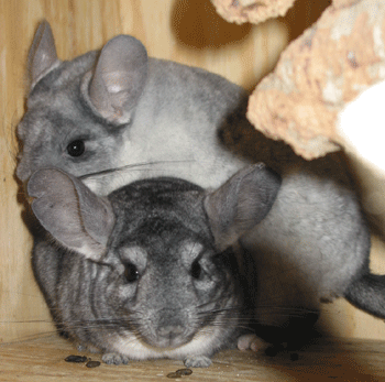 Chinchillas Magic 2