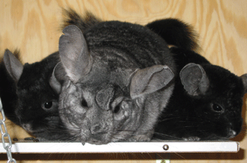 Chinchillas Magic 3