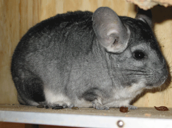 Chinchillas Magic 1