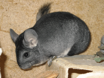 Chinchilla Hummel 1