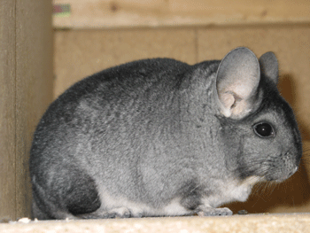 Chinchilla Hummel  2