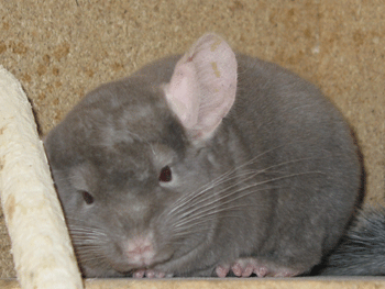 Chinchilla Stumpie  3