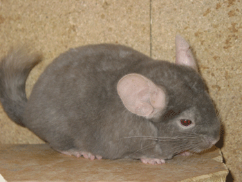 Chinchilla Stumpie  2