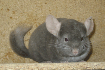 Chinchilla Stumpie 1