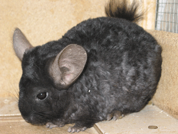 Chinchilla Curly Sue