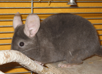 Chinchilla Giotto 2