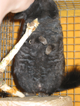 Chinchilla Dread