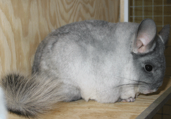 Chinchilla Cube