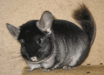 Chinchilla Jack