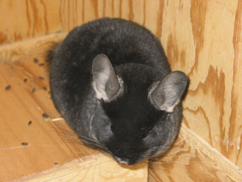 Chinchilla Peru